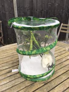 the stick insects' travel cage