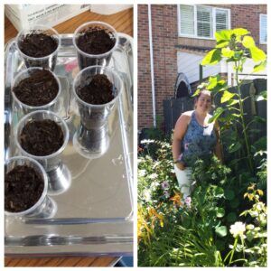 Photo of pots with sunflower seeds planted in them. Next to it a photo of Becky from St Martin's with a tall sunflower.