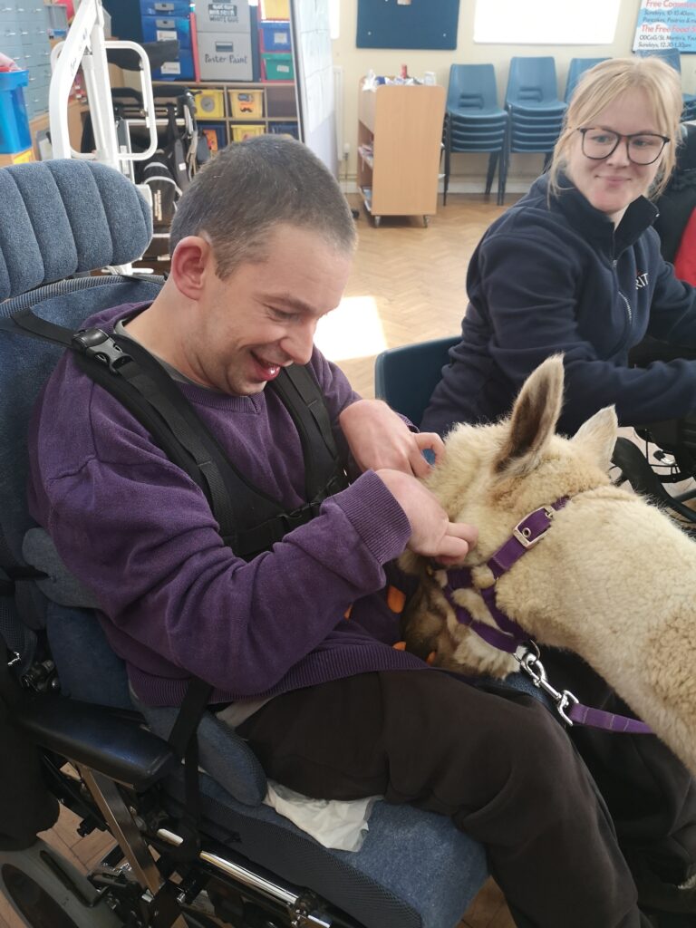 A student strokes an alpaca
